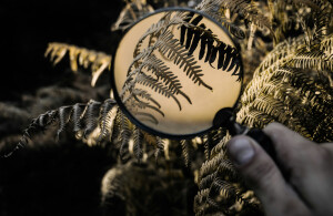 tree through a magnifying glass.